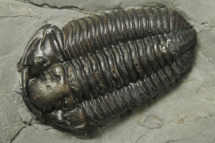 Calymene Niagarensis Trilobite Fossil - New York #270247